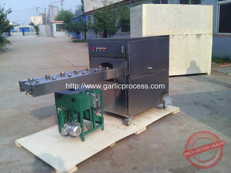 Garlic-Root-Tail-Concave-Cutting-Machine-and-Leaf-Cutting-Machine-for-Egypt-Customer